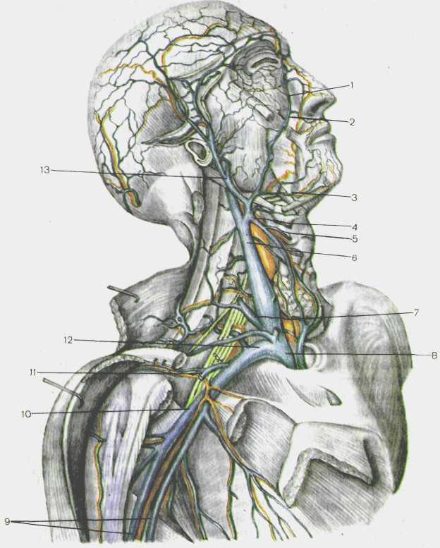 Алтах вена. Внутренняя Сонная артерия и внутренняя яремная Вена. Подключичная Вена (Vena subclavia). Наружная яремная Вена анатомия. Внутренняя яремная Вена анатомия.