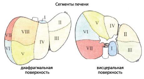 диафрагмальная поверхность правой доли печени. диафрагмальная поверхность правой доли печени фото. картинка диафрагмальная поверхность правой доли печени. смотреть фото диафрагмальная поверхность правой доли печени. смотреть картинку диафрагмальная поверхность правой доли печени.