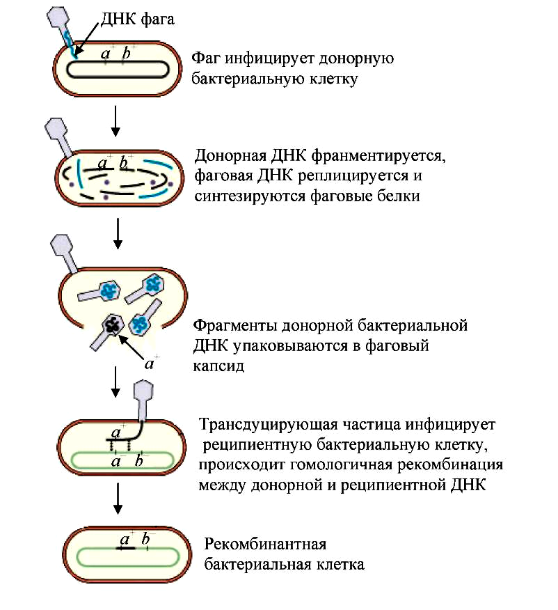 Процесс происходящий у бактерий. Схема трансдукции у бактерий. Трансдукция схема микробиология. Механизм трансдукции у бактерий. Общая трансдукция у бактерий.
