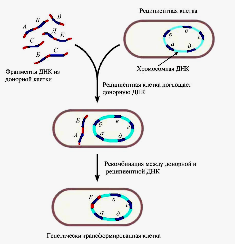 Исследователь трансформировал клетки бактерий плазмидой содержащей ген. Процесс трансформации у бактерий. Механизм трансформации бактерий схема. Трансформация микробиология схема. Конъюгация бактерий схема.
