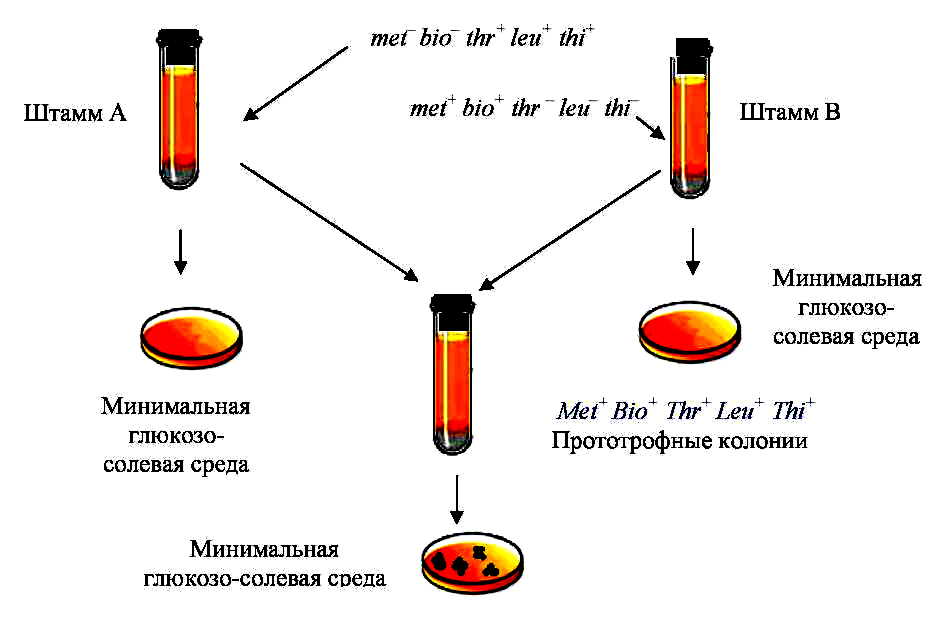 Минимальная среда