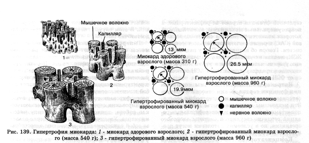 кардиальные механизмы компенсации сердечной деятельности
