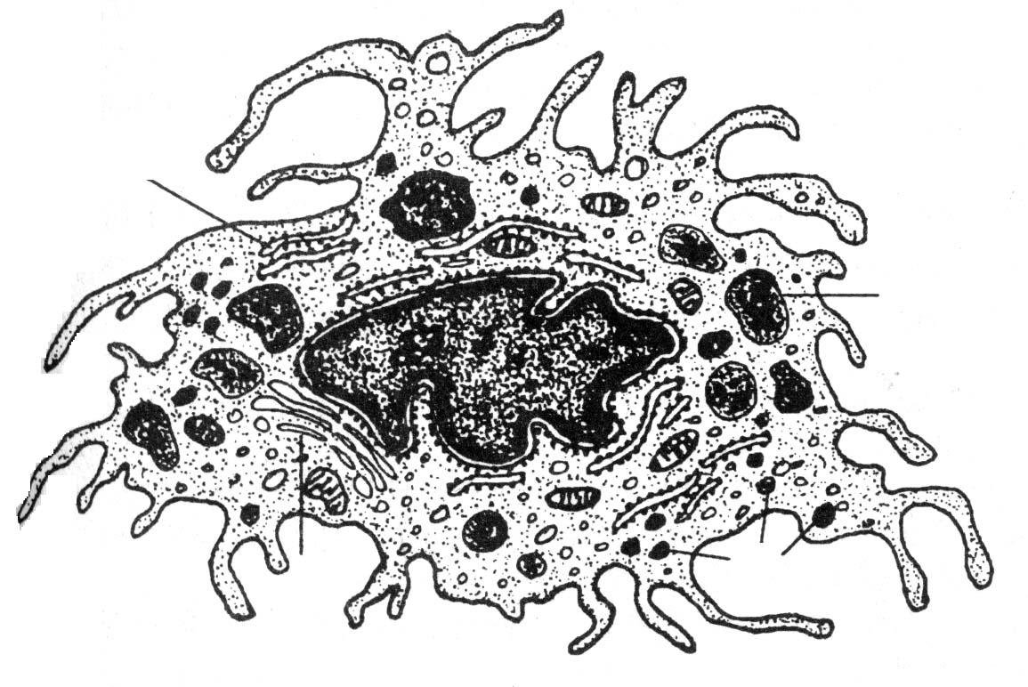 Макрофаги 1 3. Макрофаги гистология. Строение макрофага гистология. Макрофаги гистиоциты. Гистиоциты гистология.