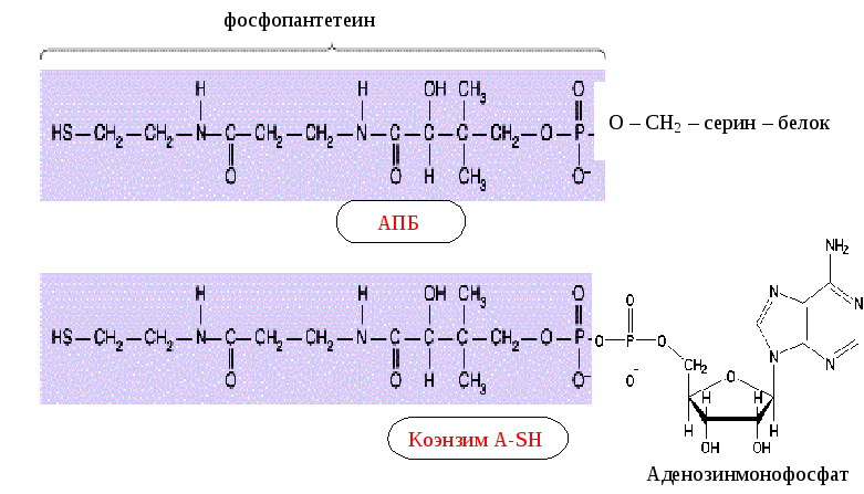 Коа кофермент. 4-Фосфопантетеин формула. Коэнзим а - витамин в3 (пантотеновая кислота). Пантотеновая кислота витамин в3 биохимия. Пантотеновая кислота формула кофермента.