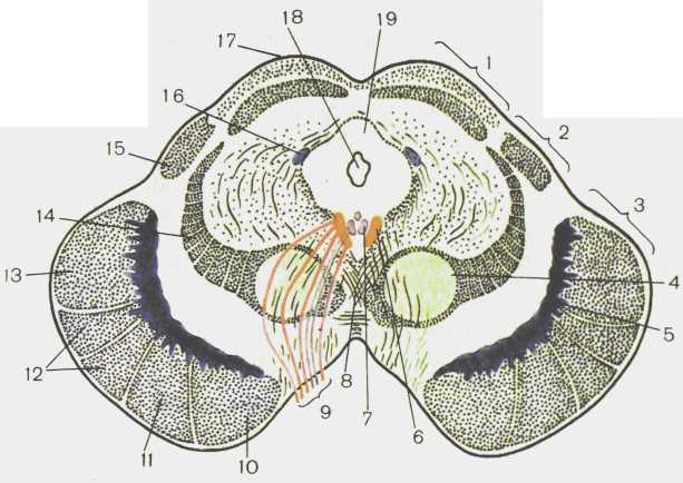 Средний мозг схема