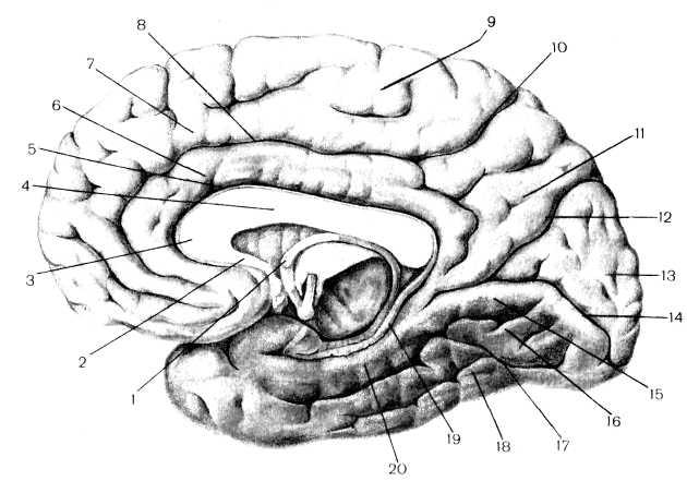Медиальная поверхность мозга. Парагиппокампальная извилина Синельников. Борозды мозга медиальная поверхность. Борозды и извилины нижней поверхности мозга. Борозды и извилины медиальной поверхности полушария большого мозга.