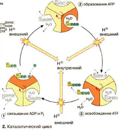 Ведущий механизм синтеза атф. АТФ синтаза механизм. Цикл синтеза АТФ. АТФ синтаза строение биохимия. АТФ синтаза механизм действия.