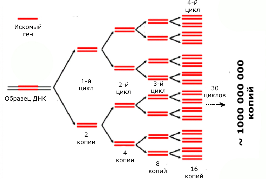 Ген тест 1. Полимеразная цепная реакция схема. Схема полимеразной цепной реакции. Амплификация ДНК методом ПЦР. Схема двух циклов ПЦР микробиология.
