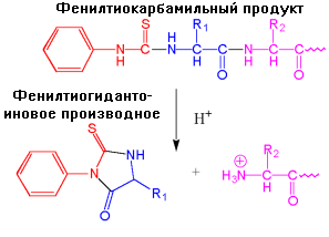 Концевые аминокислоты. N концевая аминокислота. Методы определения первичной структуры белка. Первичная структура пептидов. Установление первичной структуры пептидов.