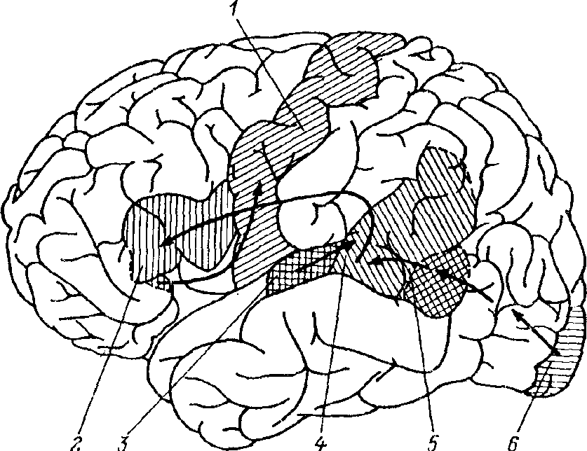 Головного мозга и корковый. Речевые зоны мозга Брока и Вернике. Названия и функции областей коры больших полушарий мозга. Головной мозг зоны Вернике.