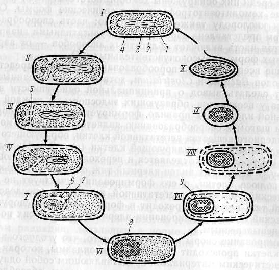 5 процесс образования спор. Спорообразование бактериальной клетки. Процесс спорообразования у бактерий. Схема образования бактериальной споры. Схема спорообразования у бактерий микробиология.