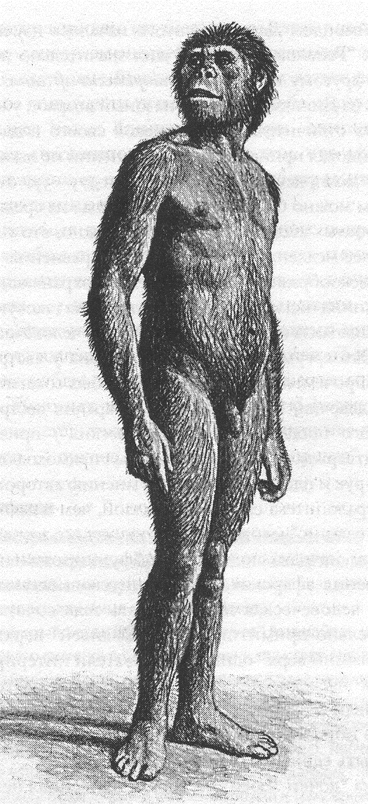 Ранние предки людей. Австралопитек афарский в полный рост. АРДИПИТЕКИ австралопитек. Australopithecus Afarensis (австралопитек афарский). Австралопитек афарский человек прямоходящий.