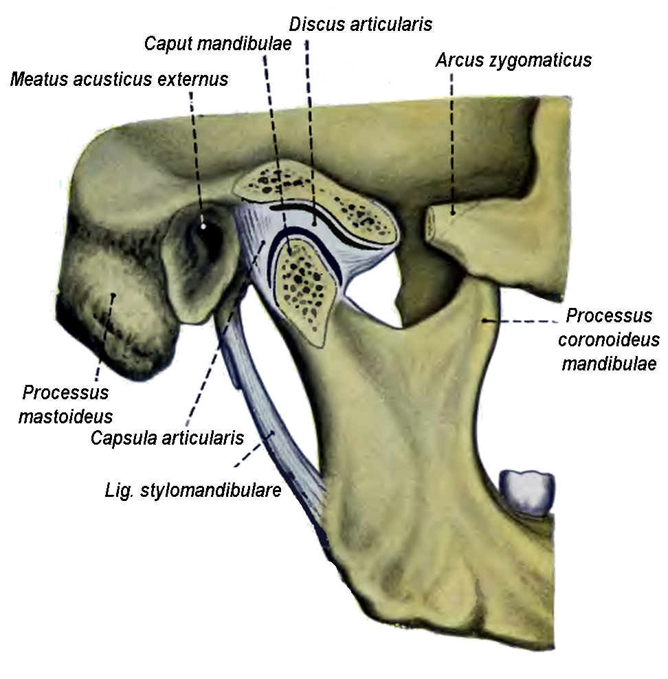 Соединения костей плечевого пояса