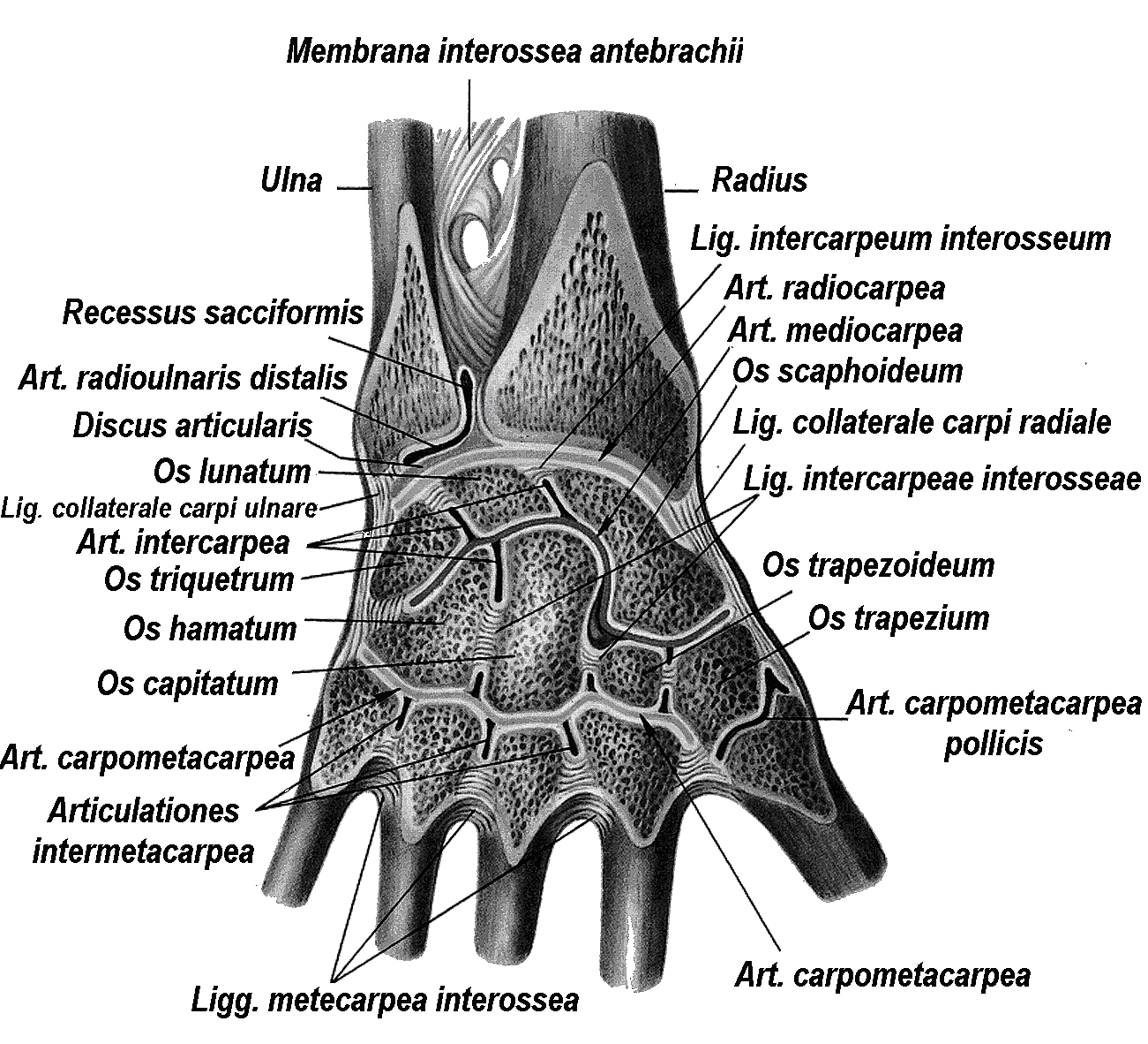 Соединения костей запястья. Связочный аппарат лучезапястного сустава. Кости лучезапястного сустава анатомия. Лучезапястный сустав среднезапястный сустав. Лучезапястный сустав анатомия строение.