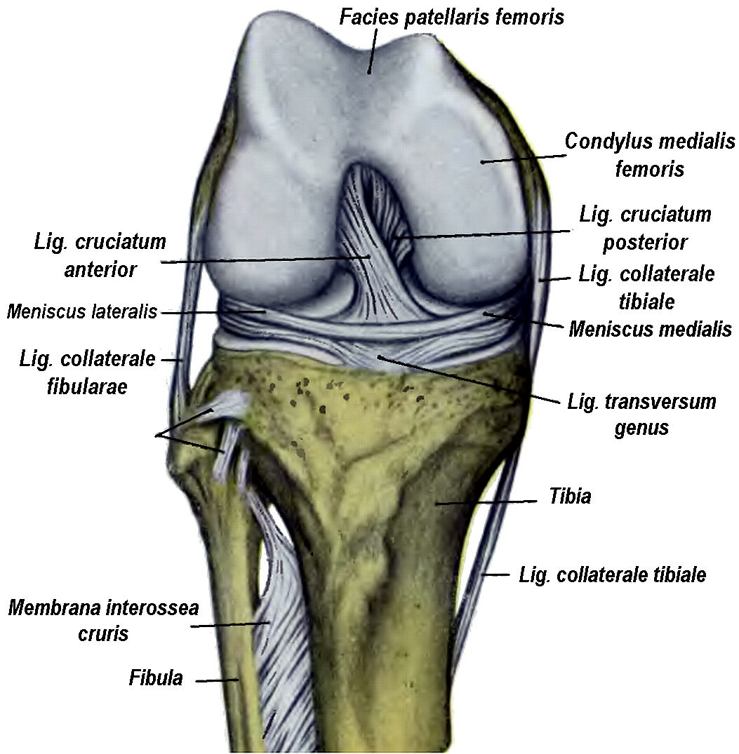 Ligamentum cruciatum anterius анатомия