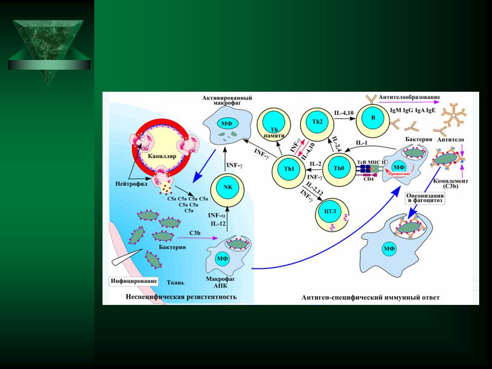 Неспецифический иммунный ответ. Схема гуморального иммунного ответа. Антителообразование схема. Пути активации иммунного ответа. Неспецифический иммунный ответ иммунология.