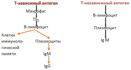 Схема гуморального иммунного ответа иммунология