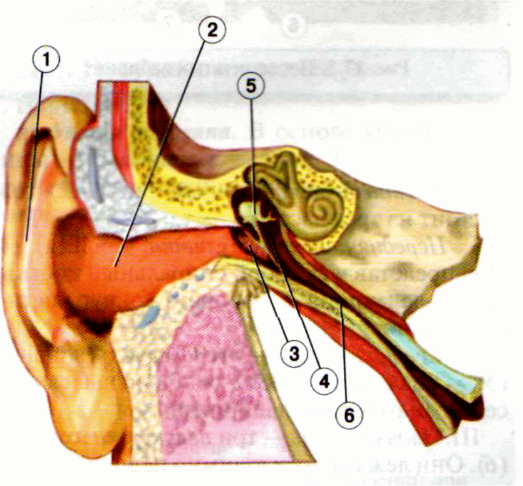 Орган слуха. Орган слуха и равновесия. Три отдела органа слуха и равновесия. 1. Орган слуха и равновесия топография. Орган слуха слуховая труба