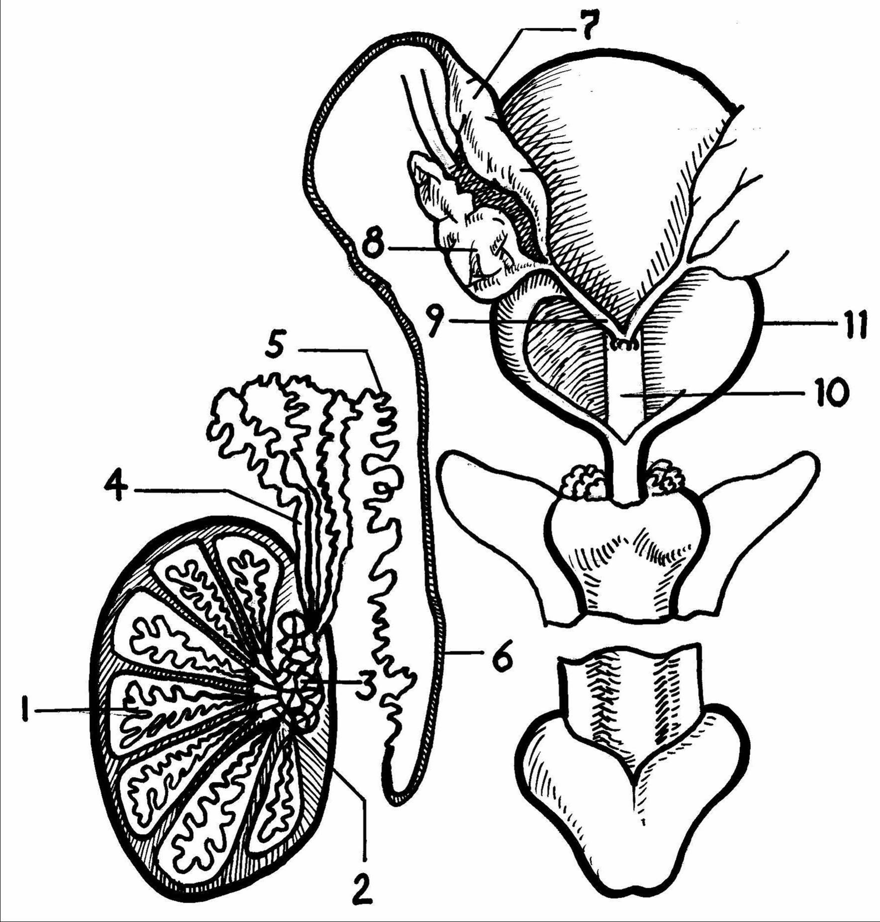 Органы мужской половой системы рисунок. Схема семявыводящих путей. Пути выведения семени анатомия. Семенной проток. Пути выведения семени схема.