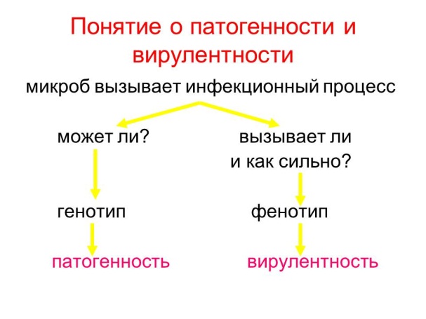 Иммунопротекторы бактерий определение роль в вирулентности примеры