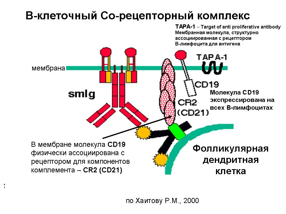 Иммуноглобулин в лимфоциты. TCR Рецептор т лимфоцитов строение. Строение BCR рецептора. Строение рецептора b лимфоцитов. BCR Рецептор лимфоцитов строение.