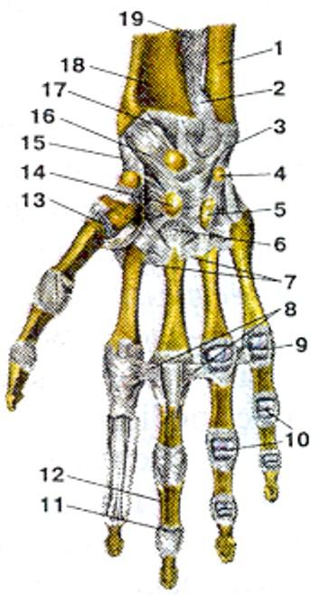 Соединения костей запястья. Среднезапястный сустав связочный аппарат. Лучезапястный дистальный лучелоктевой сустав. Лучезапястный сустав анатомия. Межзапястные суставы.