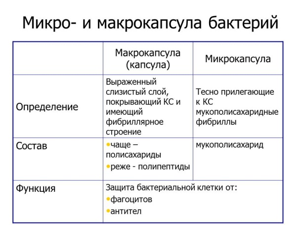 Слои бактериальной клетки
