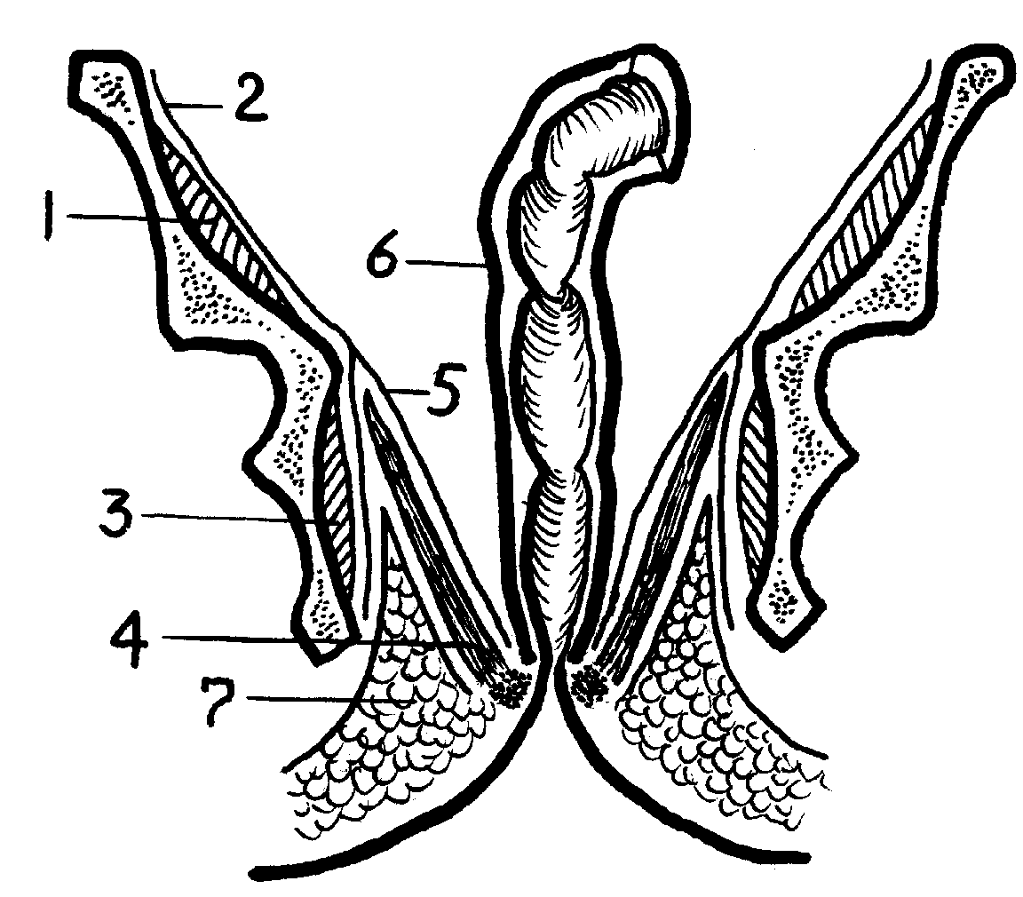 Ракушка форма женского органа