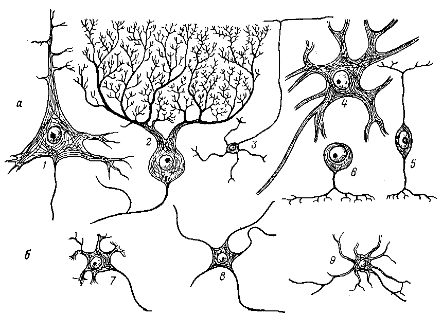 Вегетативные нейроны. Пирамидные Нейроны коры. Вегетативный узел Тип нейроцитов. Звездчатые Нейроны коры головного мозга. Нейроны вегетативных узлов.