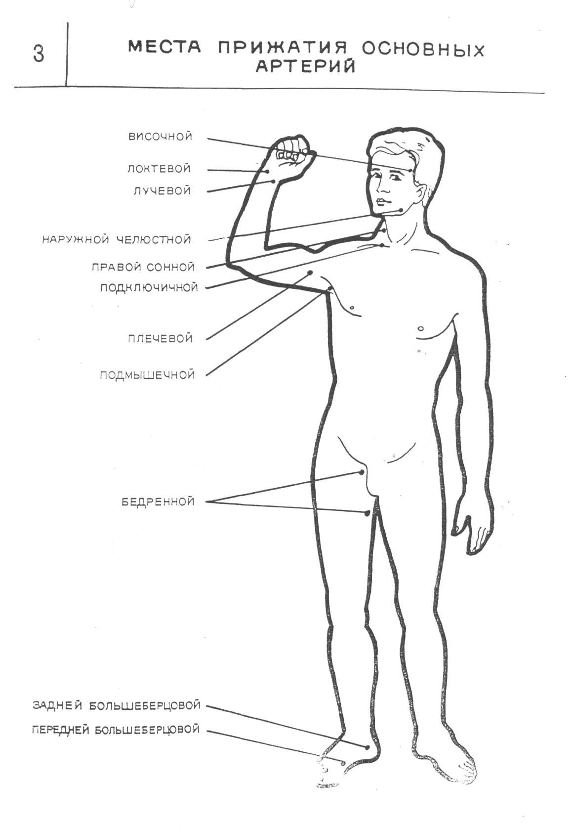 Укажите место человека. Точки прижатия артерий схема. Типичные места пальцевого прижатия артерий. Схема пальцевого прижатия артерий. Основные точки прижатия магистральных артерий.