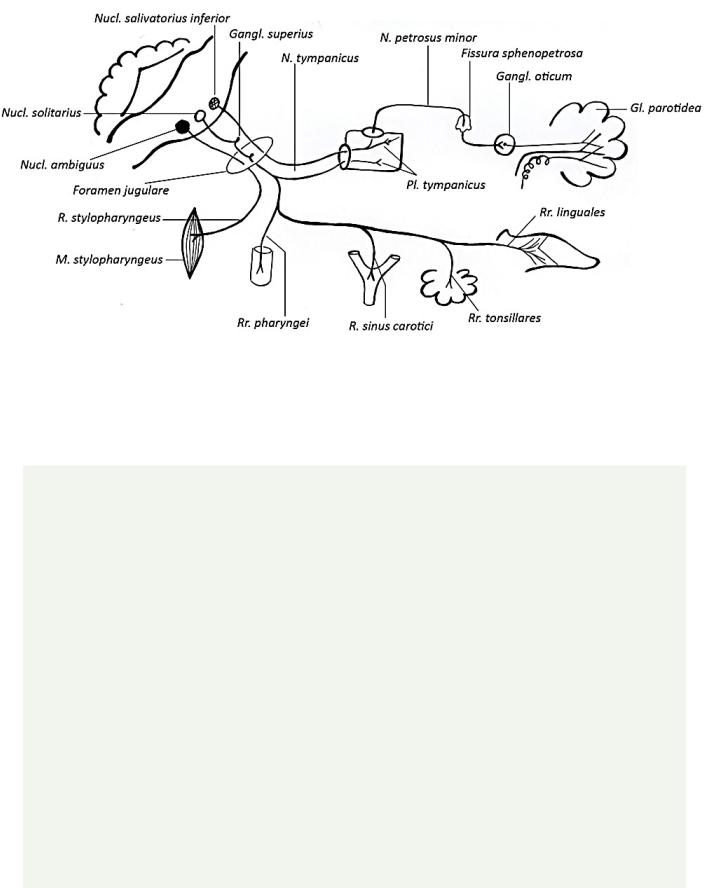 Лицевой языкоглоточный нерв. Ядра языкоглоточного нерва схема. Схема языкоглоточного нерва анатомия. Языкоглоточный нерв схема ветвей. Языкоглоточный нерв схема строения.