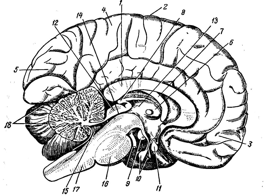 Как головной мозг связан с другими органами. Фронтальный разрез мозга эпифиз. Головной мозг вид сбоку основные отделы. Строение головного мозга спереди. Мозг в разрезе анатомия.