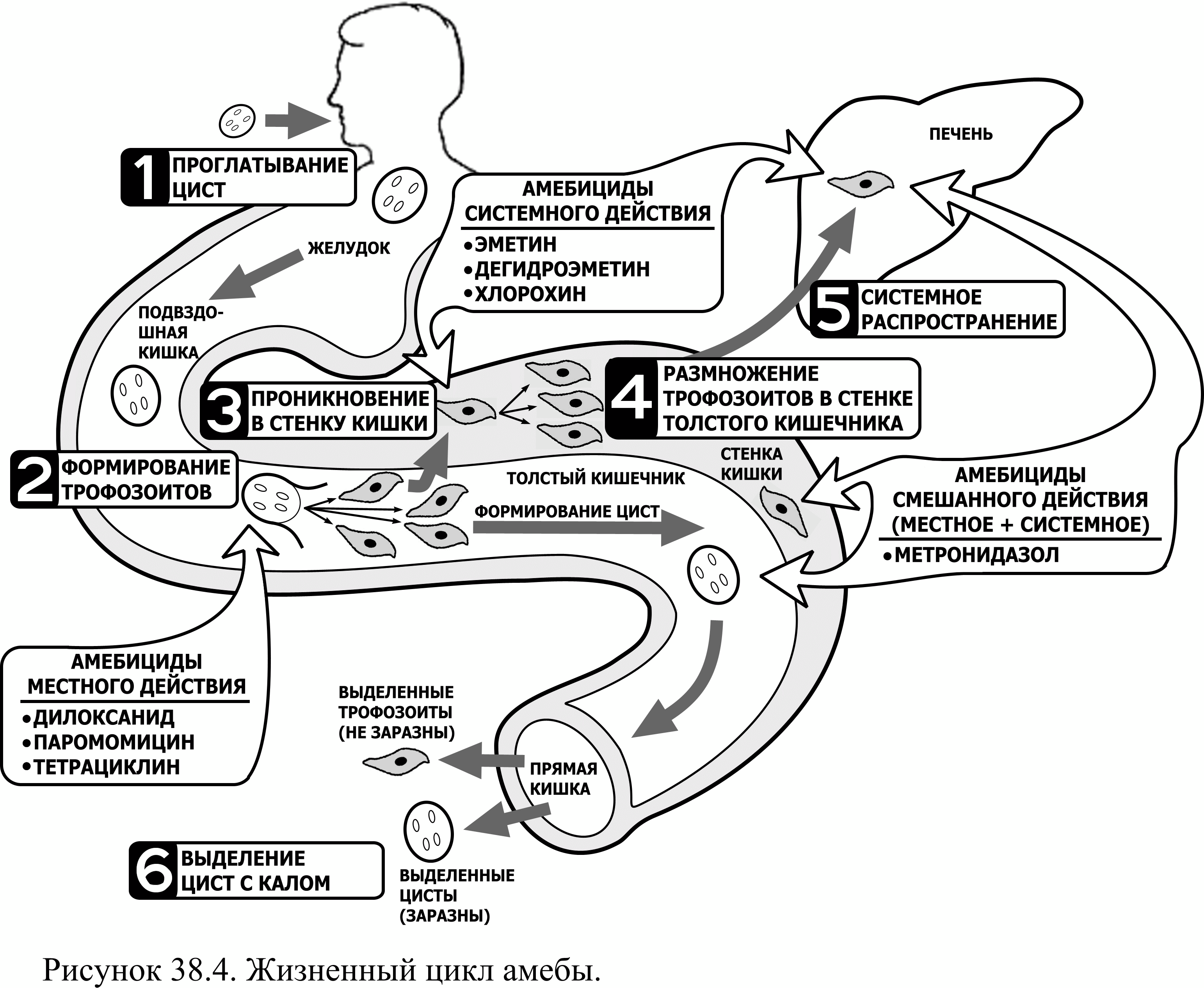 Стадия амебы поражающая толстый кишечник человека. Жизненный цикл дизентерийной амебы. Дизентерийная амеба патогенез. Ротовая амеба жизненный цикл. Жизненный цикл дизентерийной амебы схема.