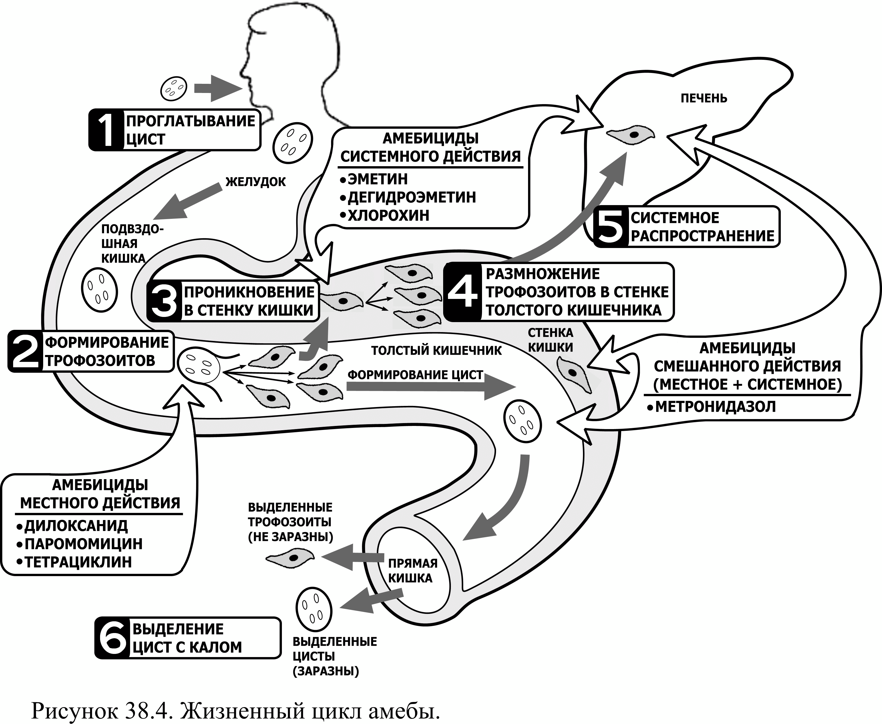 Стадия амебы поражающая толстый кишечник человека