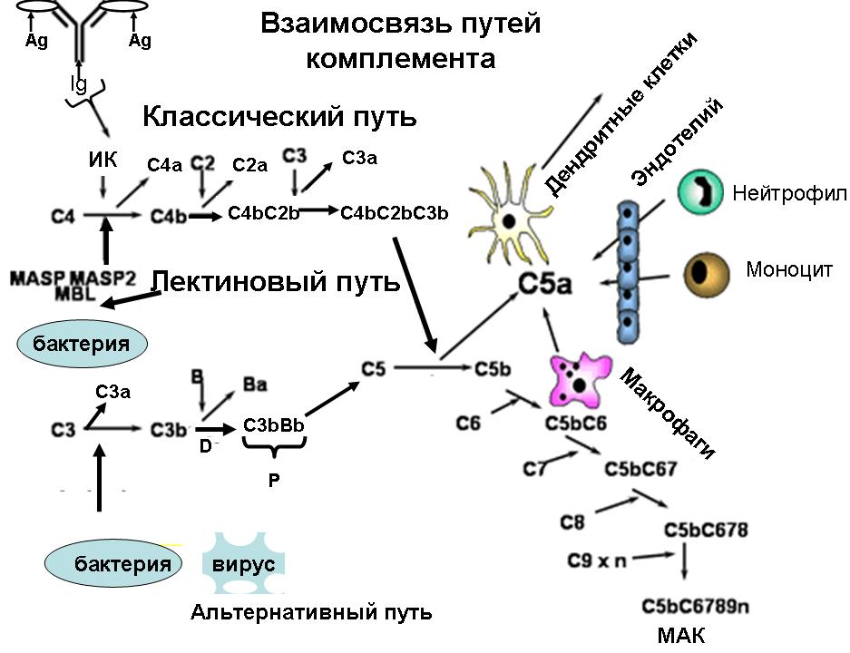 Схема активации системы комплемента