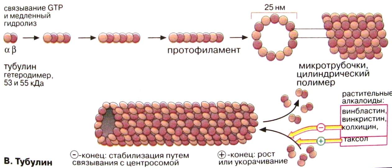 Синтез белков тубулинов. Микротрубочки тубулин. Строение клетки микротрубочки. Строение микротрубочек и ее функции. Тубулин строение белка.