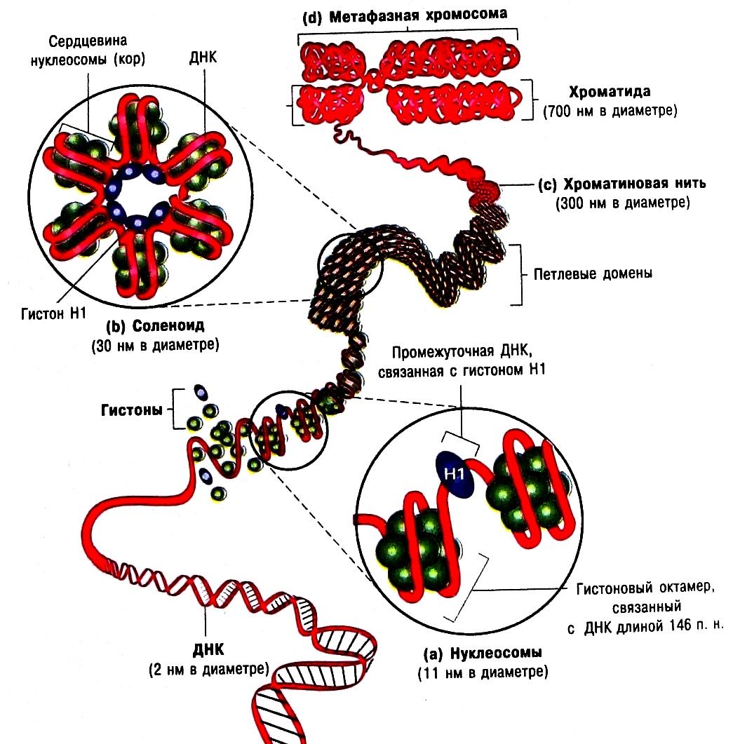 Какая молекула днк в ядре. Схема упаковки ДНК В хромосоме. Модель компактизации генетического материала. Уровни упаковки ДНК (ДНК) В метафазную хромосому.. Модель этапов компактизации генетического материала.
