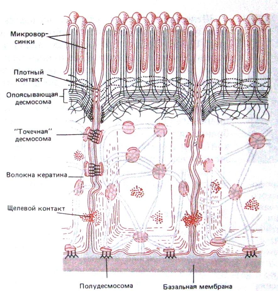 Сложные соединения клеток. Схема строения межклеточных контактов. Межклеточные контакты эпителиальных клеток. Схемы строения межклеточных контактов разных типов. Схема строения межклеточных контактов гистология.