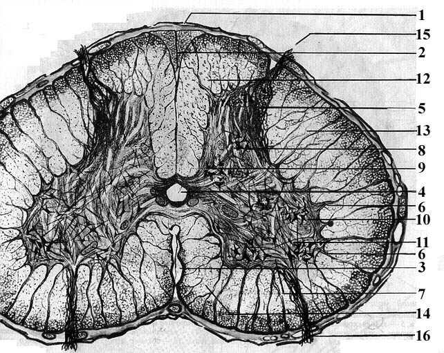 Спинной мозг серое вещество типы нейронов