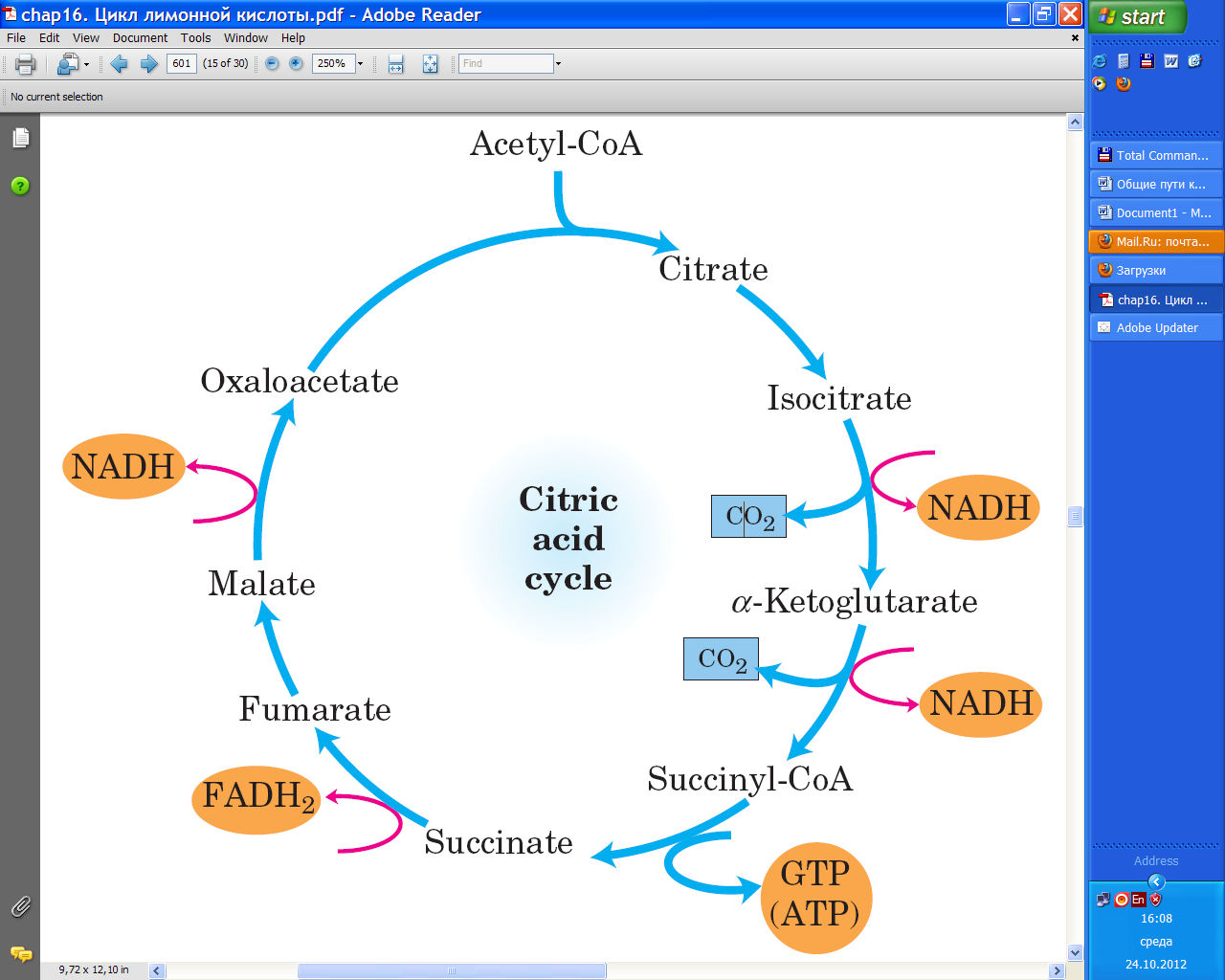 Цитратный цикл. Цикл трикарбоновых кислот. Krebs Cycle. Цикл трикарбоновых кислот биохимия. Kreb's Cycle.