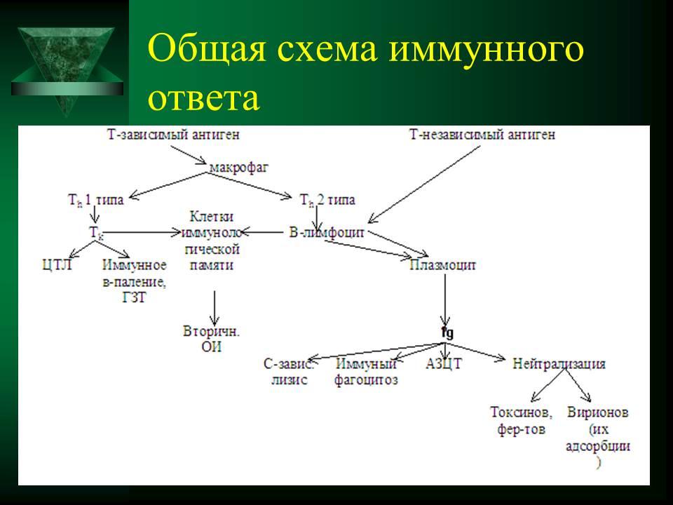 Схема иммунной реакции