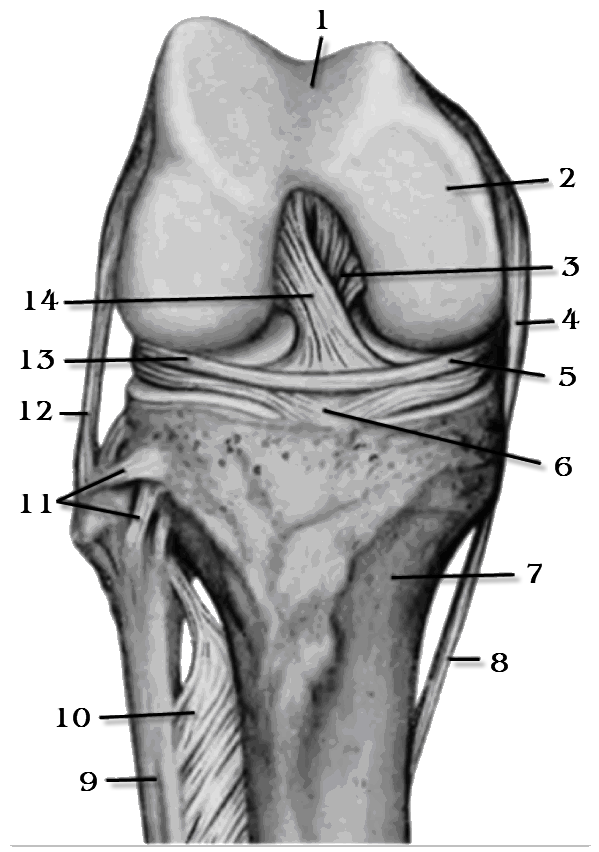 Мыщелки. Коленный сустав анатомия мыщелковый. Мыщелковая кость коленного сустава. Внутренний мыщелок. Мыщелки надколенниковая поверхность.