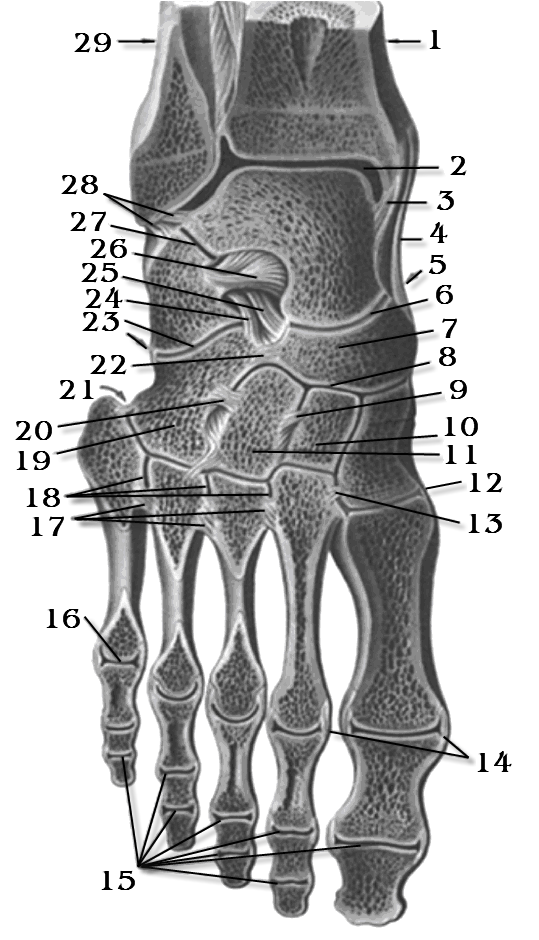 Кости голеностопного сустава человека. Кости голеностопного сустава анатомия. Анатомия костей голеностопного сустава. Голеностоп сустав анатомия кости. Суставы голеностопа анатомия.