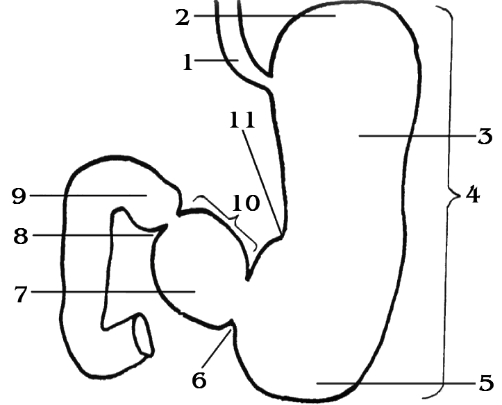 Как запустить стоящий желудок. Желудок человека контур. Желудок очертание. Желудок схематично.