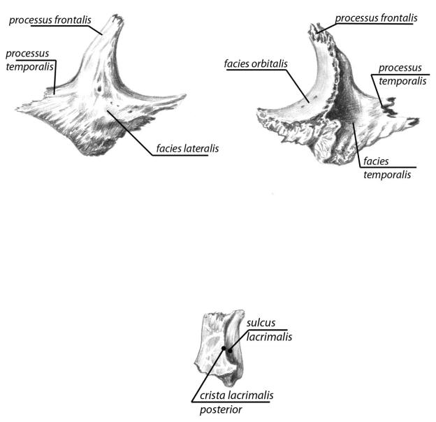 Анатомия скуловой кости. Слёзная кость (os lacrimale). Скуловая кость кость анатомия. Скуловая кость строение.