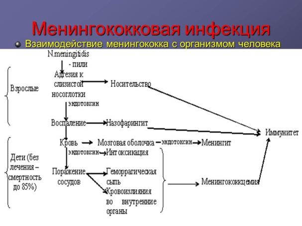 Диагностика менингококкового менингита