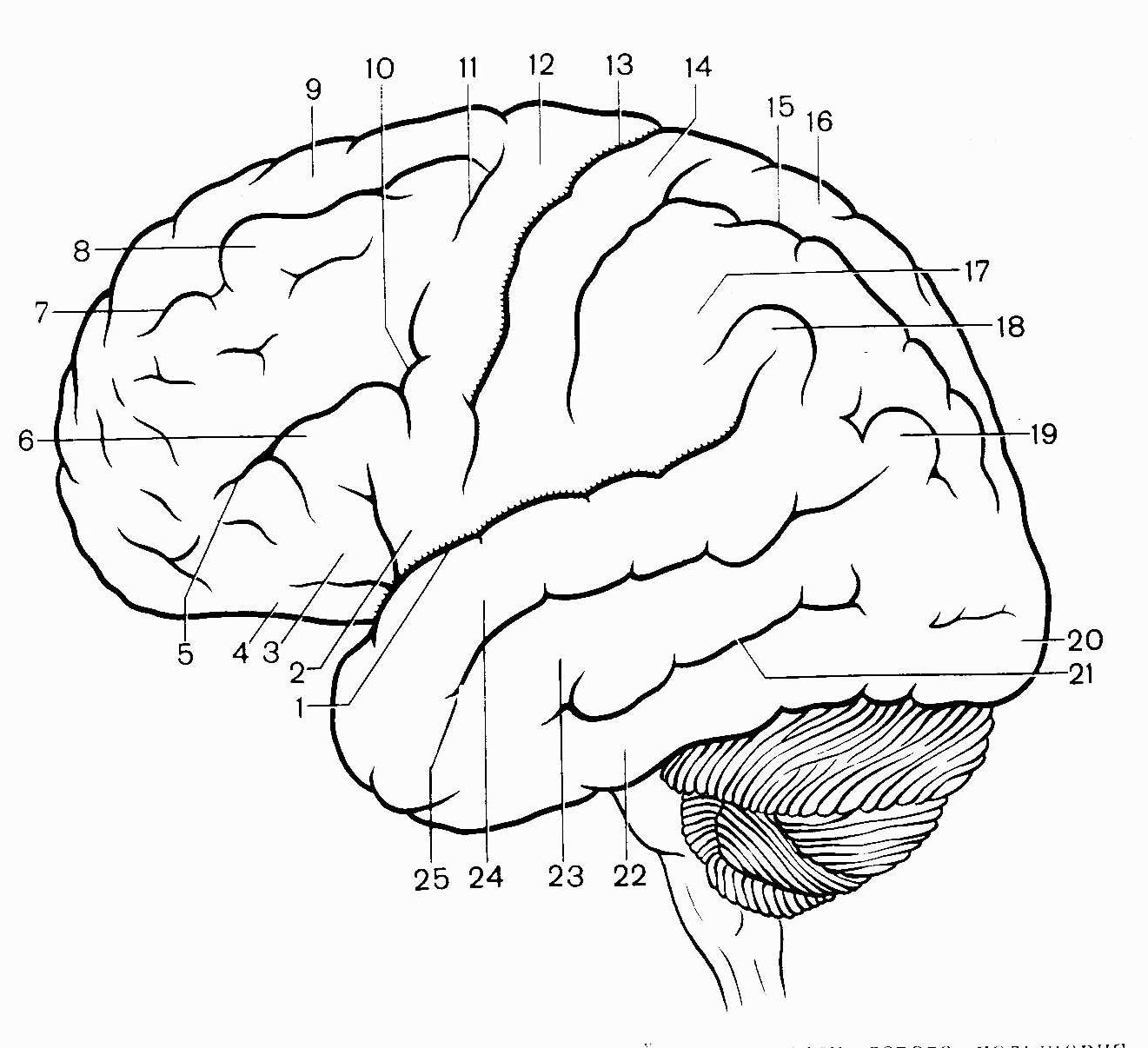 Поверхность головного мозга имеет. Анатомия коры головного мозга доли борозды извилины. Борозды ВЕРХНЕЛАТЕРАЛЬНОЙ поверхности конечного мозга. Сильвиева борозда головного мозга. Головной мозг верхнелатеральная поверхность борозды и извилины.
