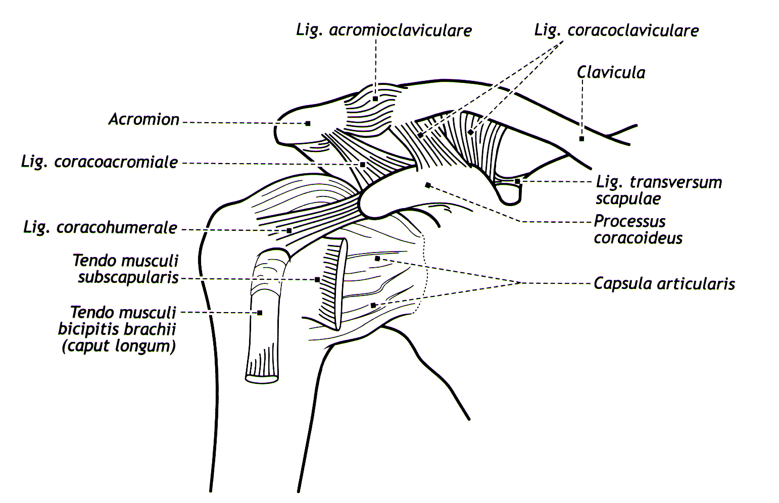 Соединения костей плечевого пояса. Плечевой сустав соединение костей. Связки акромиально-ключичного сустава анатомия. Акромиально ключичный сустав вид сустава. Схема связок плечевого сустава.