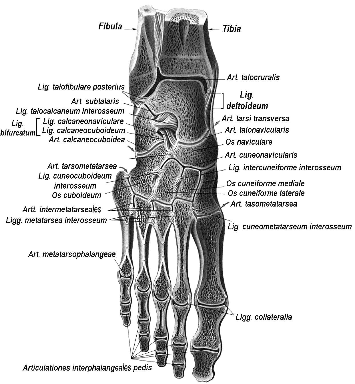 Фото стопы кости суставы. Таранно-пяточно-ладьевидный сустав связки. Таранно-пяточно-ладьевидный сустав анатомия. Ладьевидная кость стопы суставы. Таранно-пяточно-кубовидный сустав.