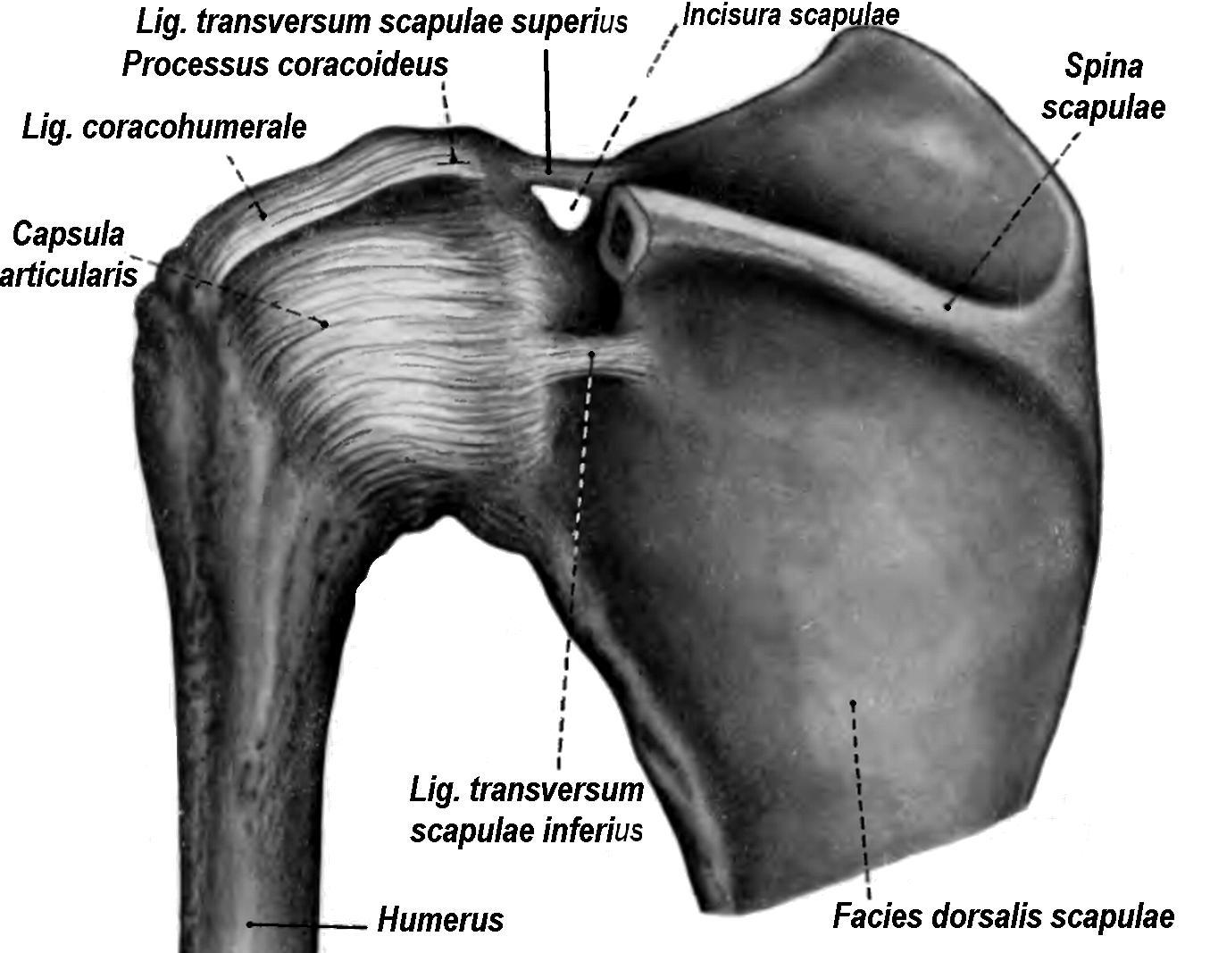 Соединения костей плечевого пояса. Связки акромиально-ключичного сустава. Анатомия лопатки и плечевого сустава. Плечевой сустав соединение костей. Акромиально-ключичный сустав анатомия.